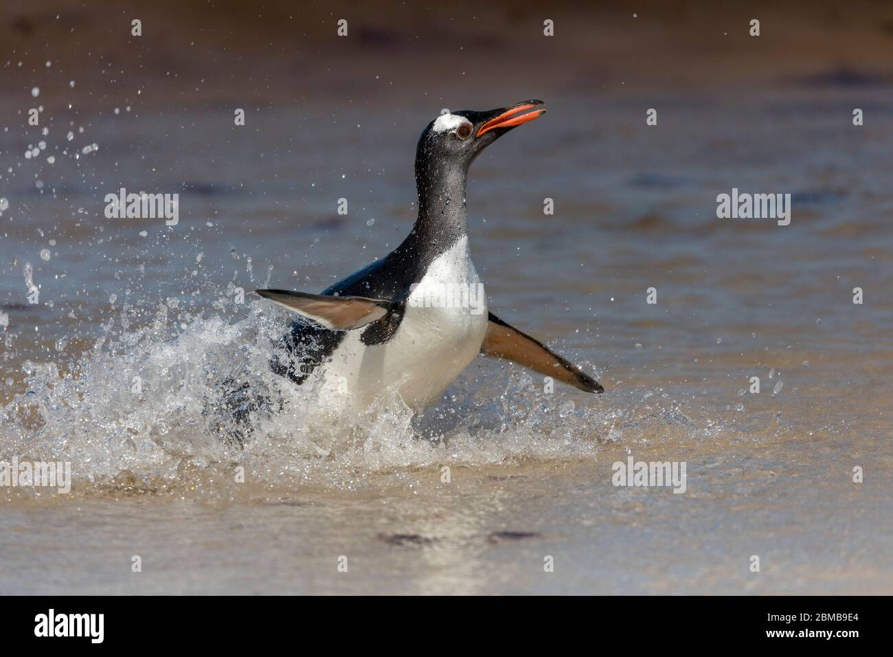 Gentoo Penguin; Pygoscelis papua; Returning to Beach; Falkland; Stock Photo