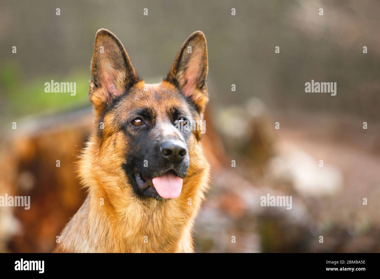 Portrait of a German shepherd in a park. Purebred dog. Stock Photo