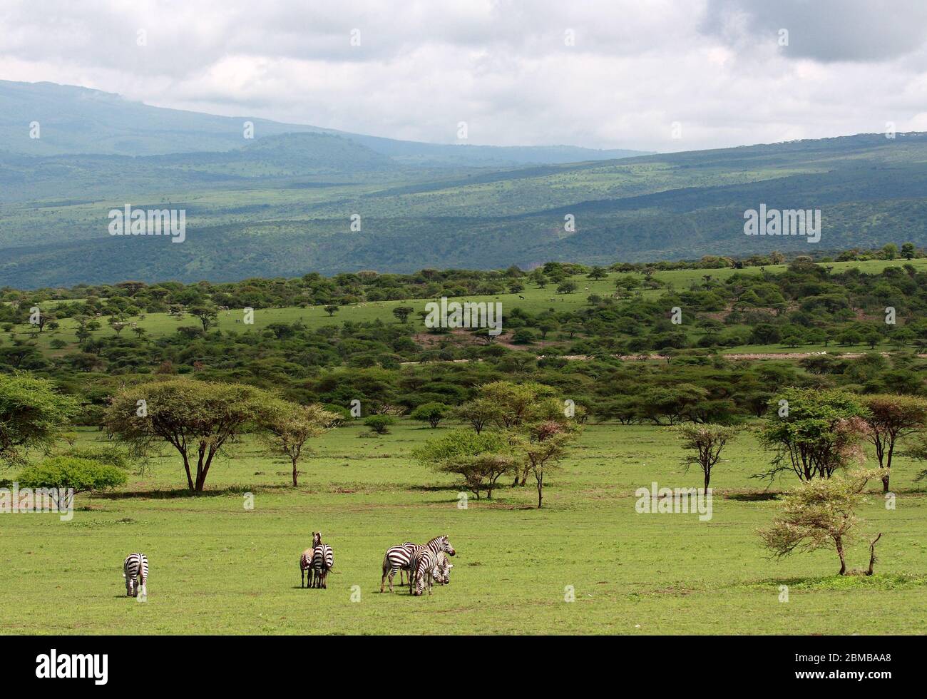 grazing zebras on the boarder of Kenya and Tanzania savanna Serengeti