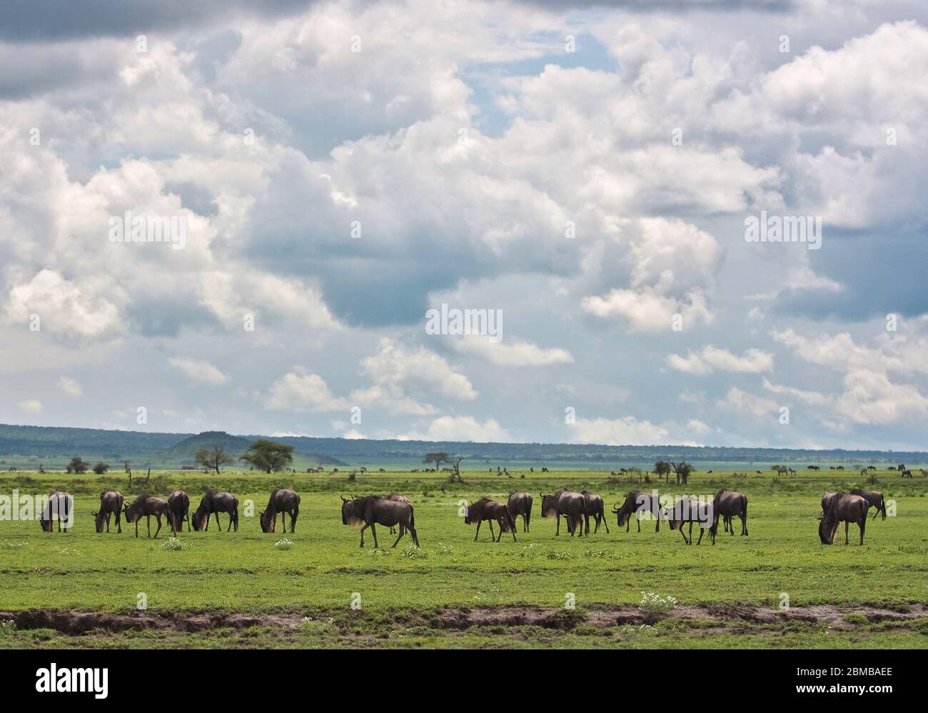 great migration of grazing wildebeests  on the boarder of Kenya and Tanzania savanna Serengeti and Masai mara Stock Photo