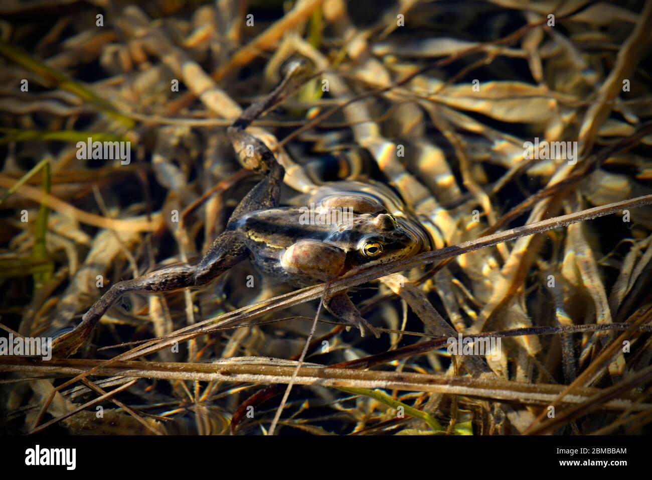 A wood frog "Rana sylvatica"; floating in shallow water in his watery habitat during the spring mating season being vocal to attract a mate in rural Stock Photo