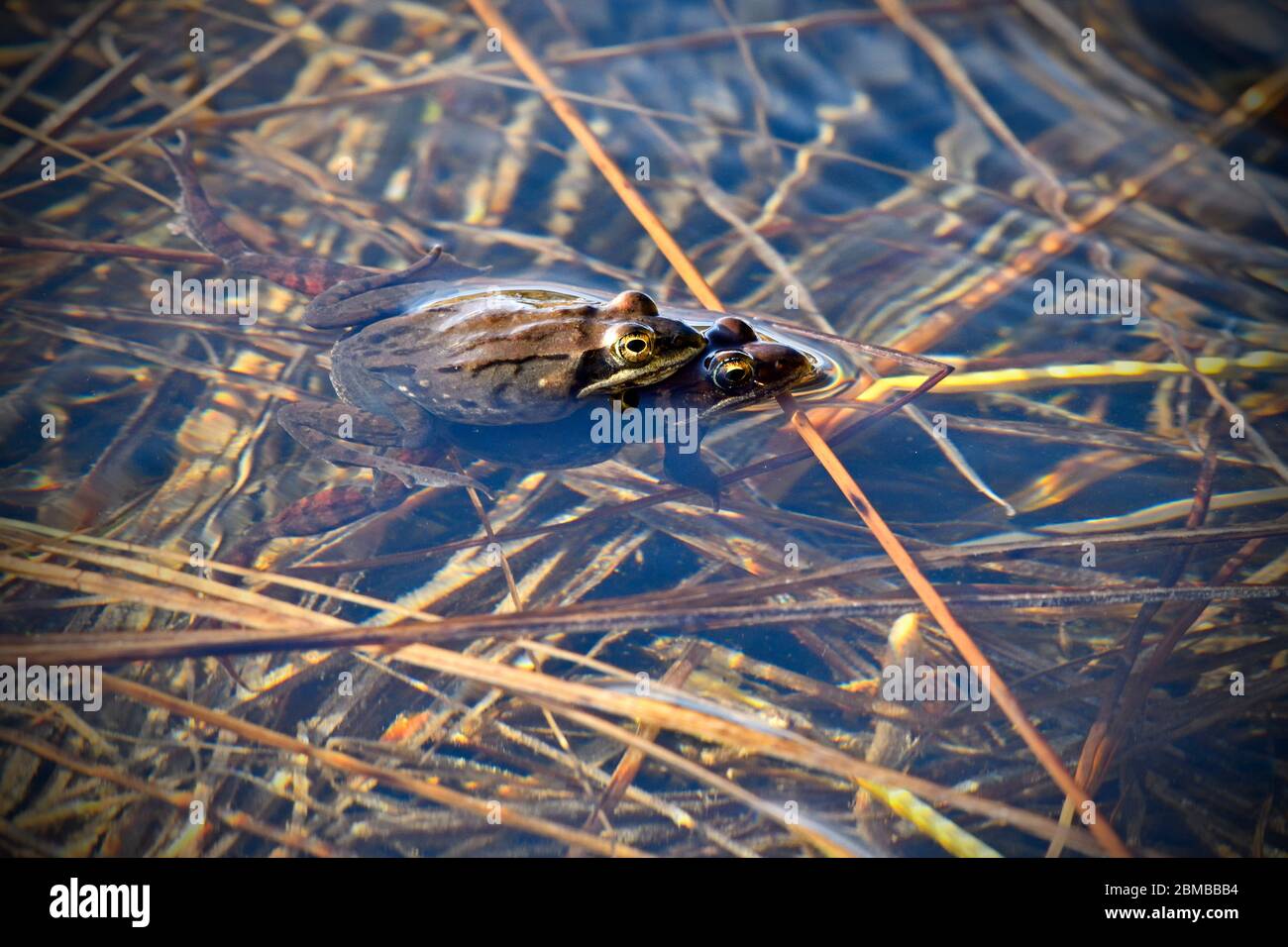 Two wood frogs "Rana sylvatica", mating in the shallow waters of a