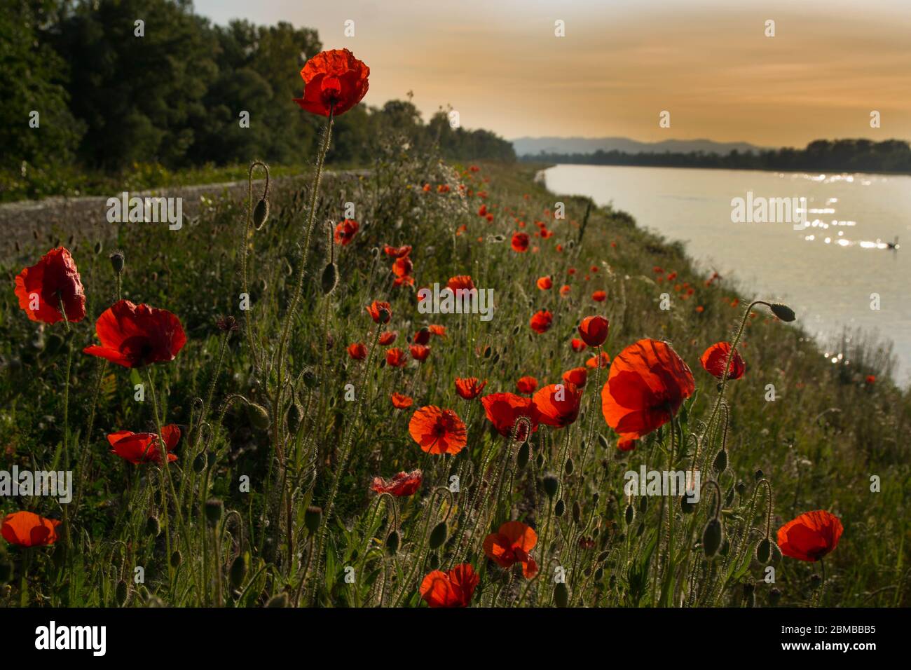 poppy flowers at the rhine river in alsace in france Stock Photo