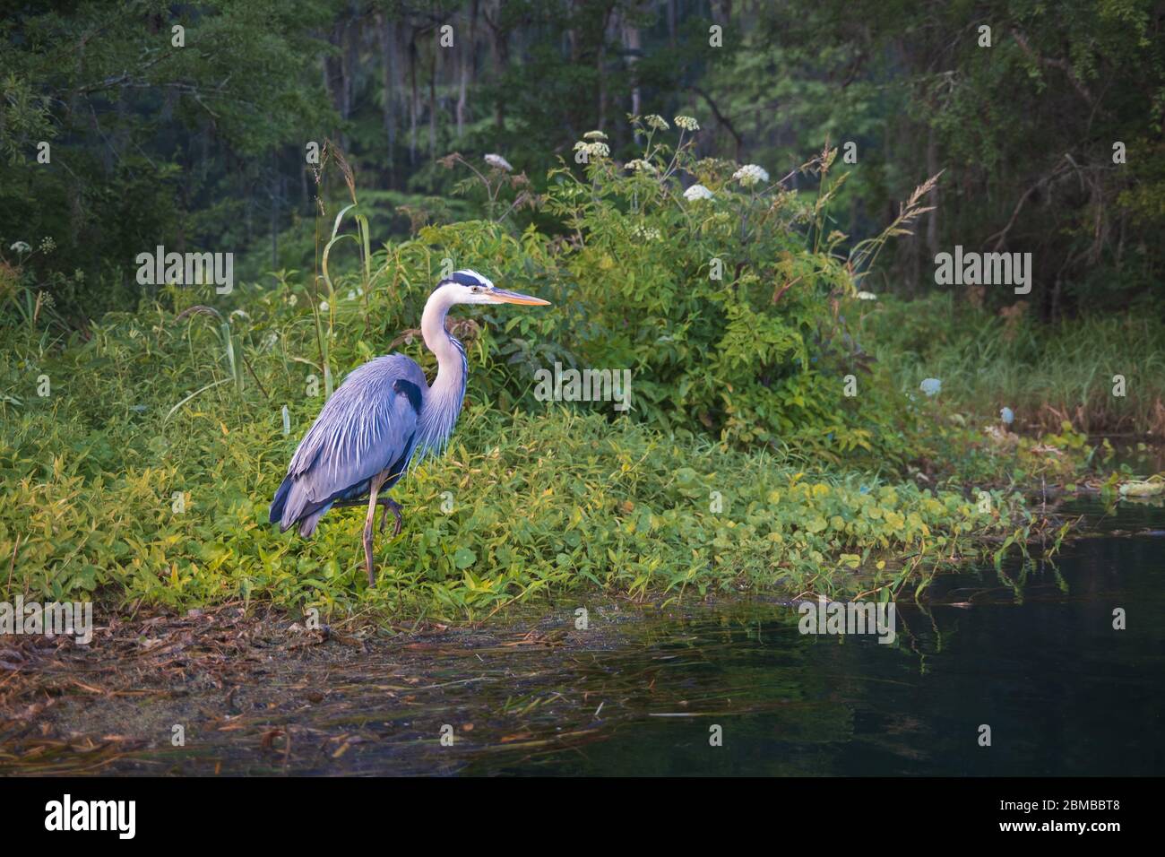 Great Blue Heron on the bank of the spring fed Rainbow River. Early morning. Dunnellon Florida. Marion County, FL Stock Photo