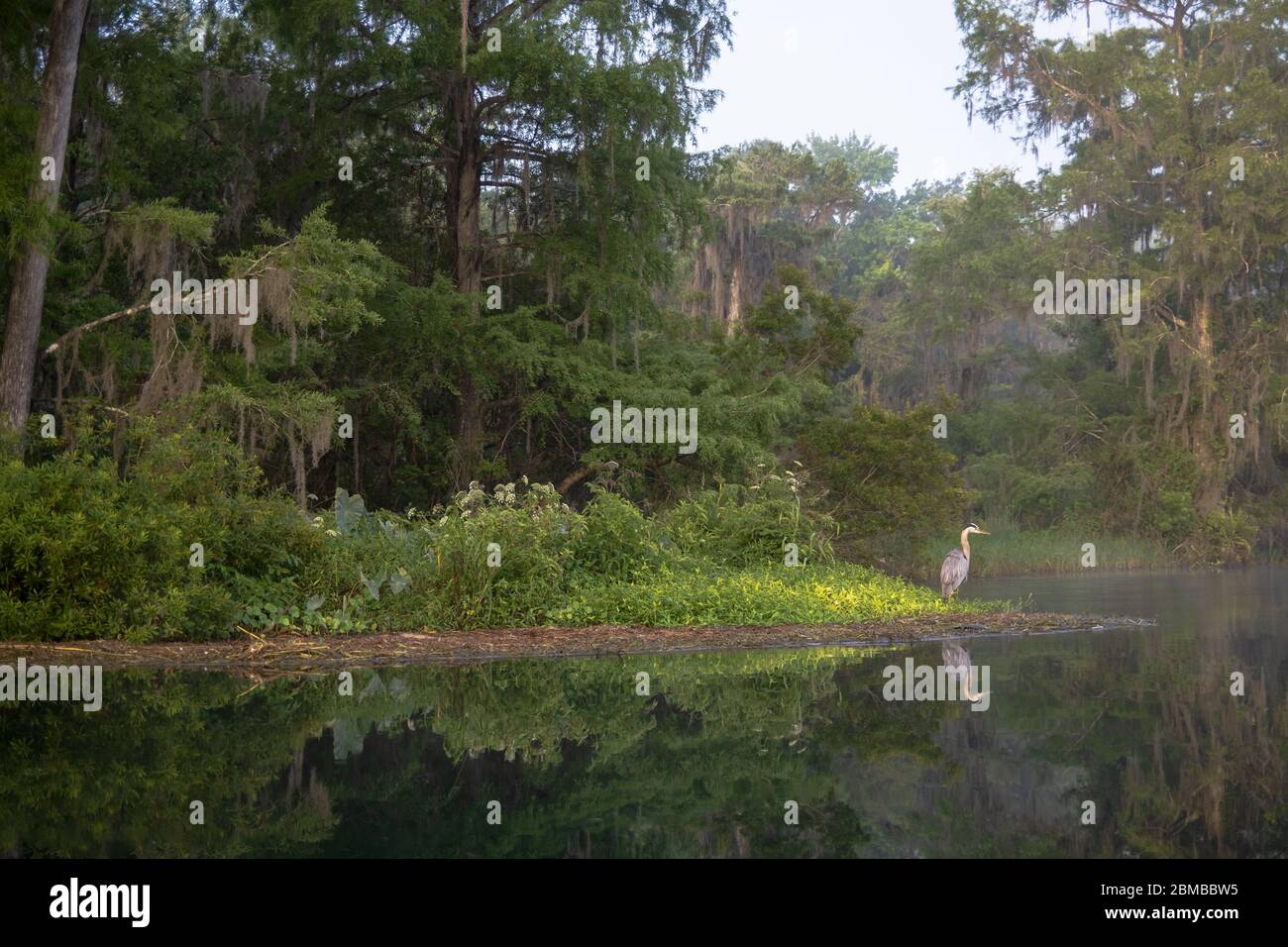 Great Blue Heron on the bank of the spring fed Rainbow River. Early morning. Dunnellon Florida. Marion County, FL Stock Photo