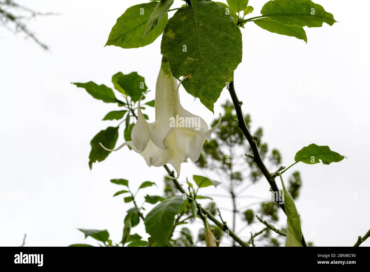 Close up shot of a white brugmansia flower, a beautiful ornamental plant from south america naturalized in Europe Stock Photo