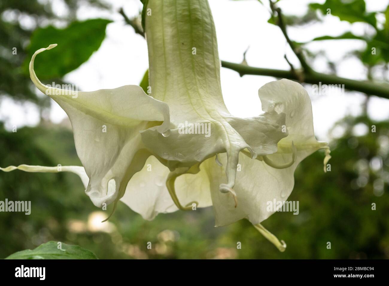 Close up shot of a white brugmansia flower, a beautiful ornamental plant from south america naturalized in Europe Stock Photo
