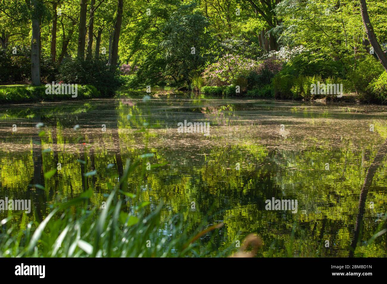Pond, trees and green grass in a public park Stock Photo - Alamy