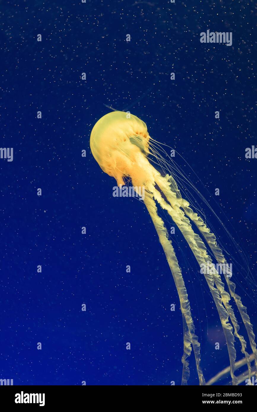jellyfish in the aquarium Stock Photo