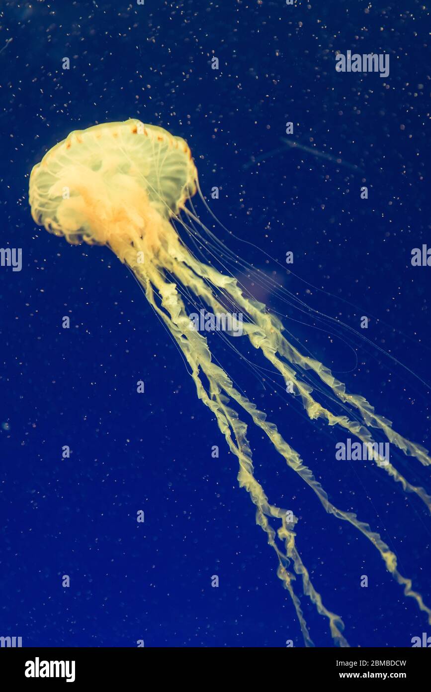 jellyfish in the aquarium Stock Photo