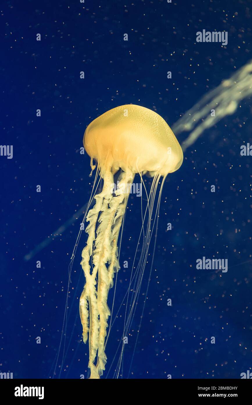 jellyfish in the aquarium Stock Photo