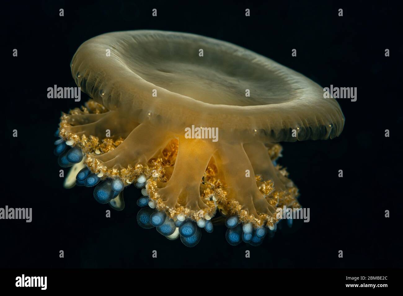 Andromeda sea hi-res stock photography and images - Alamy