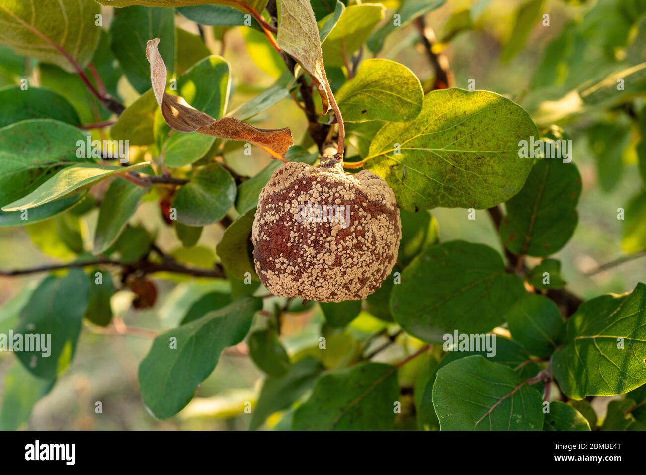 Rotten quince apple on the fruit tree, Monilia laxa (Monilinia laxa) infestation, plant disease Stock Photo