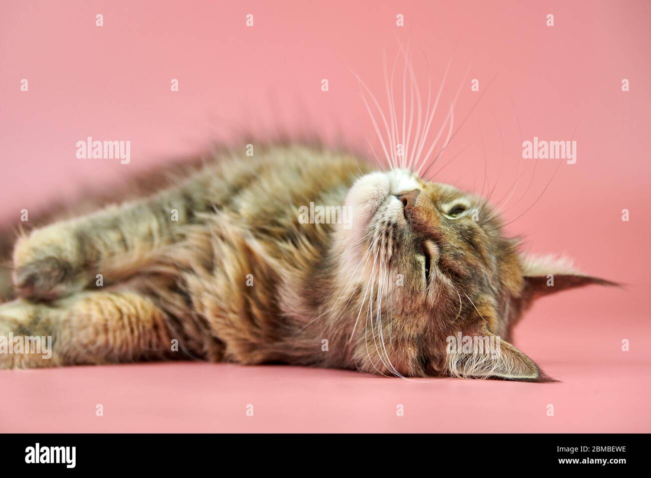 purebred tortoiseshell cat