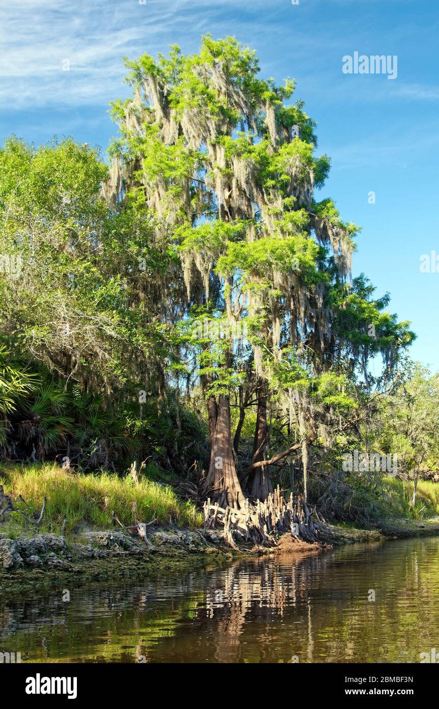 bald cypress tree, riverbank, knees bright in sunlight, reflection