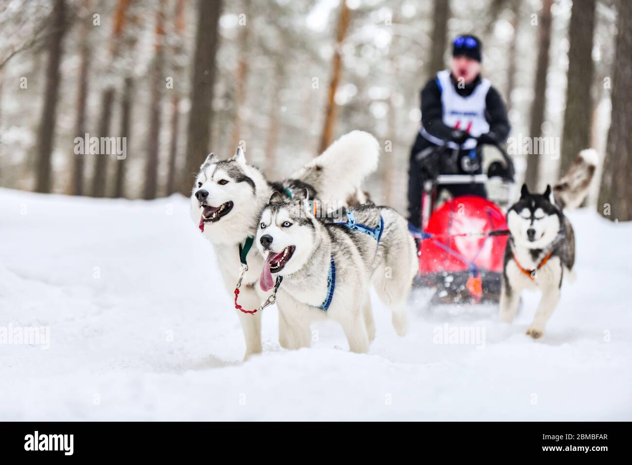 Sled dog racing. Husky sled dogs pull a sled with dog musher. Winter ...