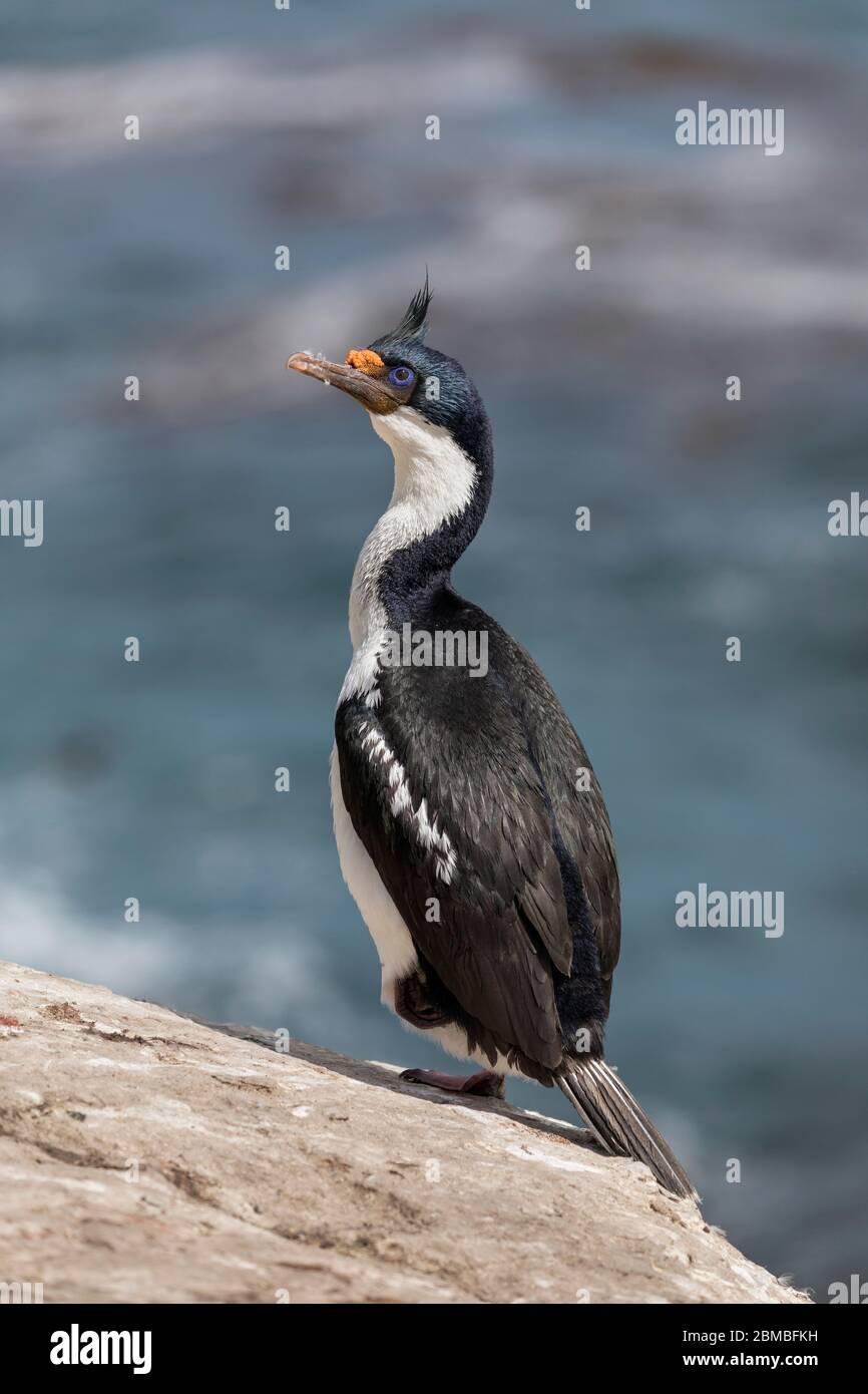 Imperial Cormorant; or Shag; Phalacrocorax atriceps; Standing on One Leg; Falklands Stock Photo