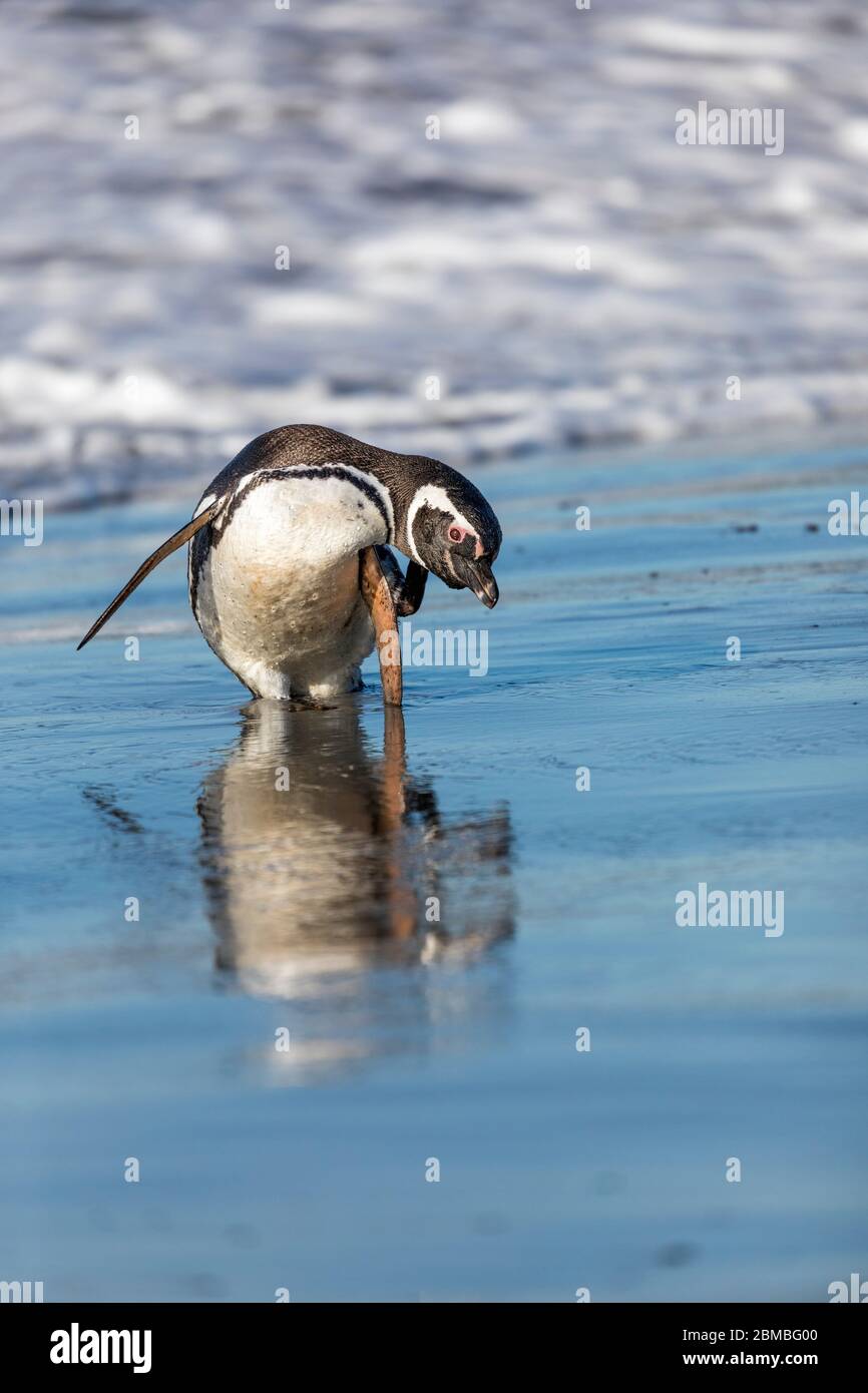 Magellanic Penguin; Spheniscus magellanicus; Scratching; Falklands Stock Photo
