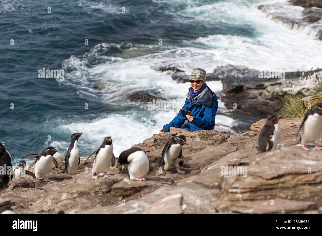 Southern Rockhopper Penguins; Eudyptes chrysocome; Woman Watching Group; Saunders Island; Falklands Stock Photo