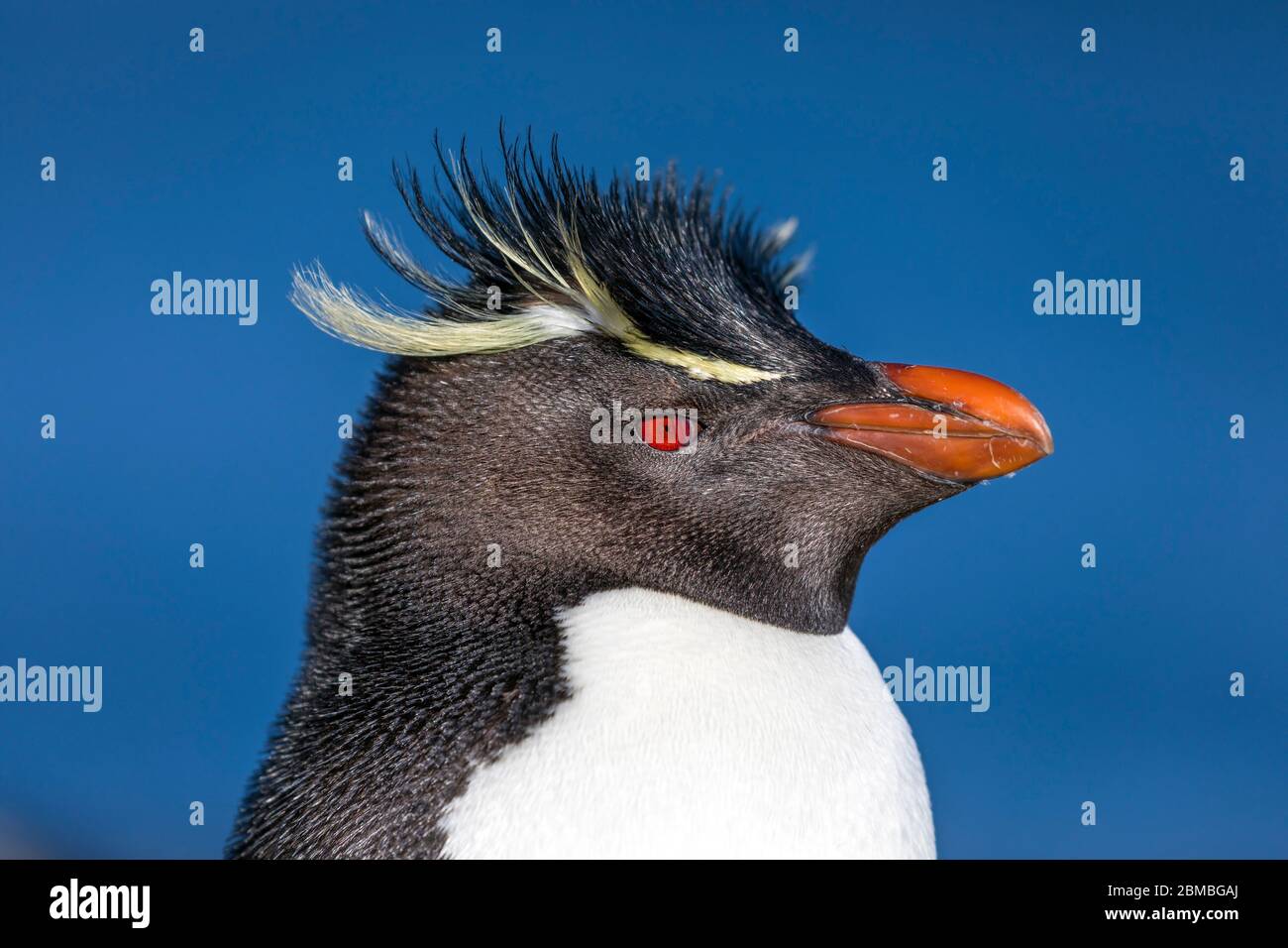 Southern Rockhopper Penguin; Eudyptes chrysocome; Falklands Stock Photo