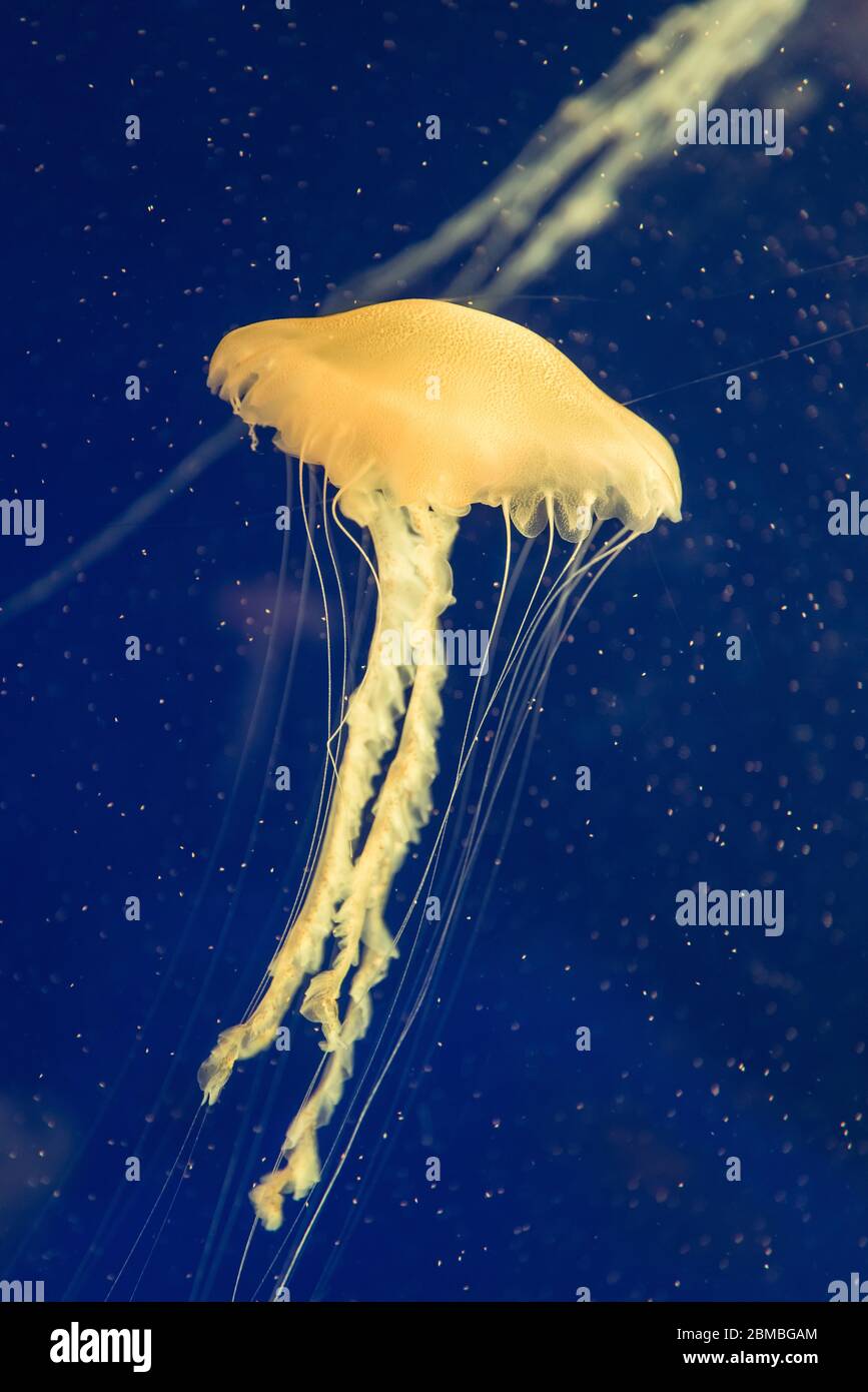jellyfish in the aquarium Stock Photo