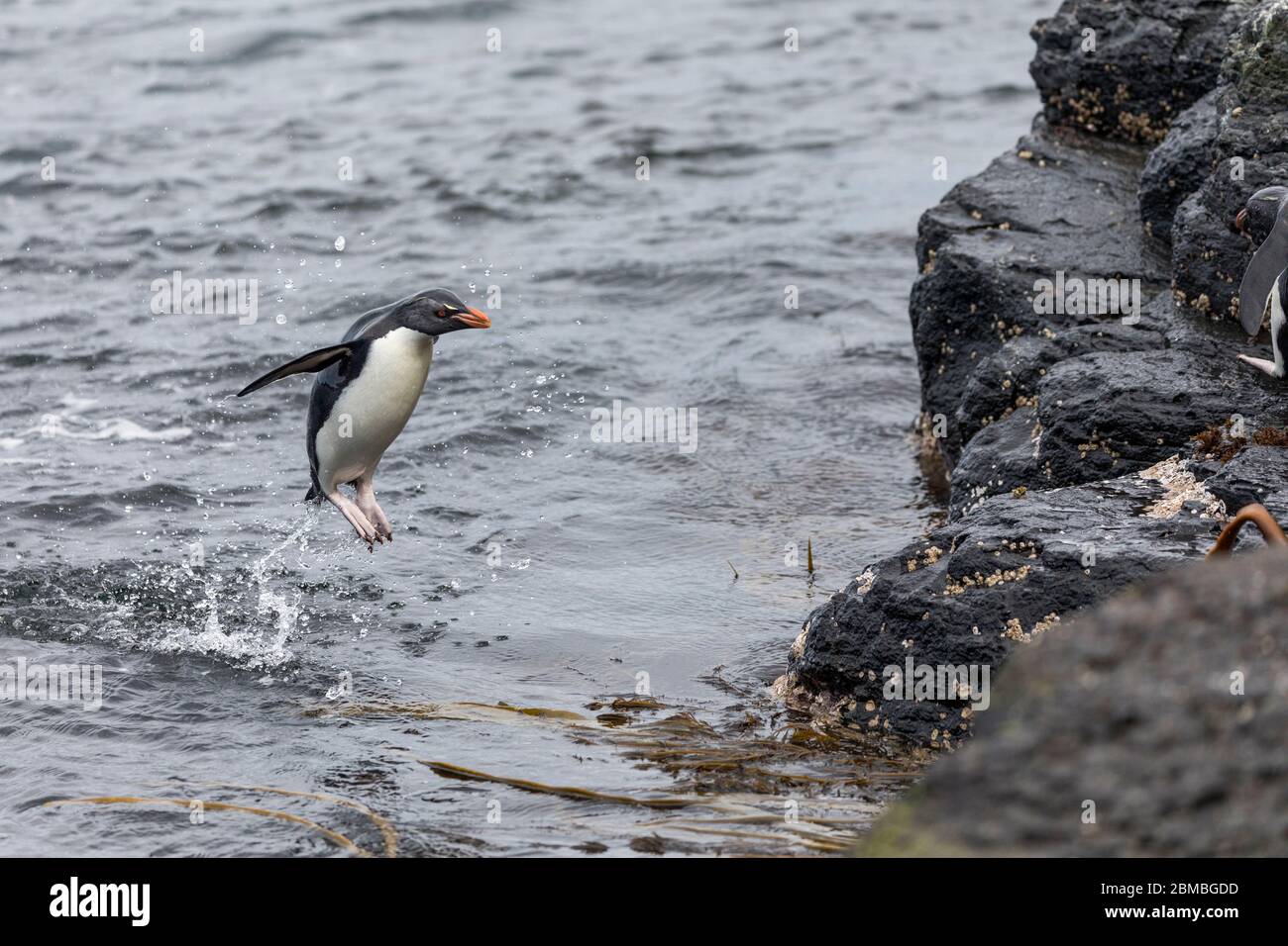 Southern Rockhopper Penguin; Eudyptes chrysocome; Jumping out of the Sea; Falklands Stock Photo