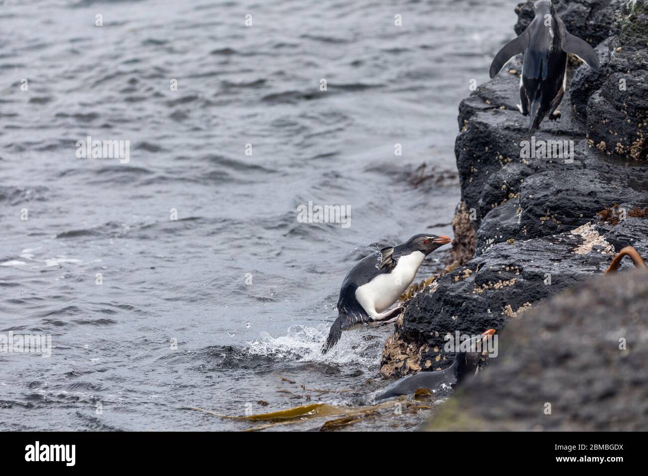 Southern Rockhopper Penguin; Eudyptes chrysocome; Returning From the Sea;  Falklands Stock Photo