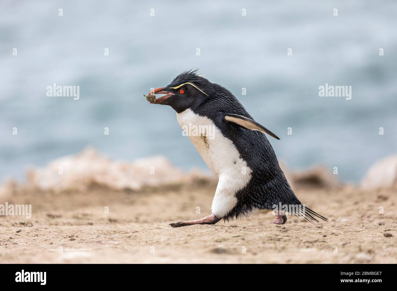 Southern Rockhopper Penguin; Eudyptes chrysocome; Carrying a Stone; Falklands Stock Photo