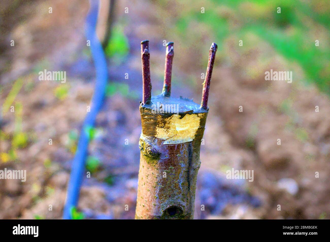 Grafting apple tree hires stock photography and images Alamy