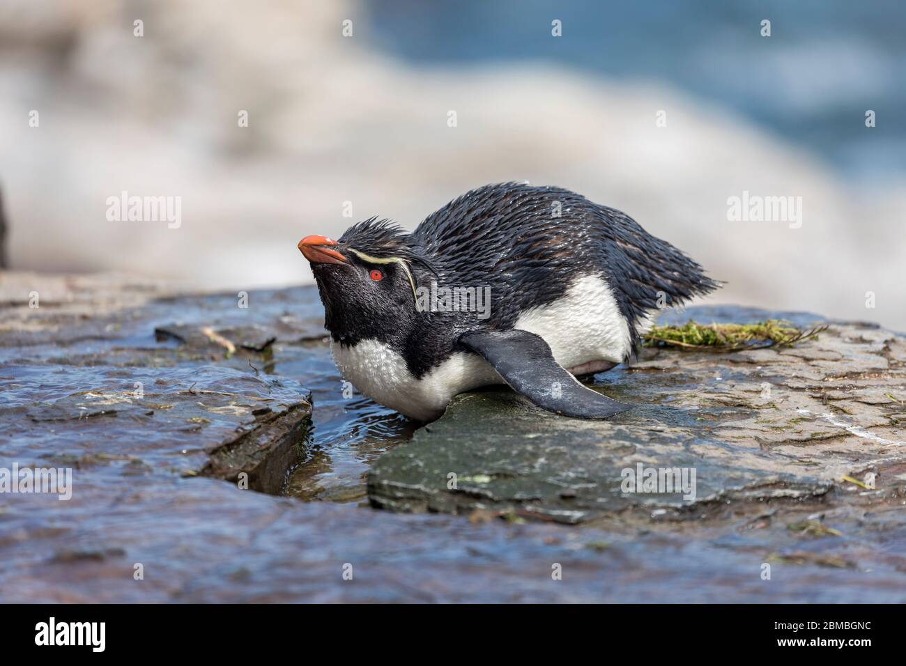 Southern Rockhopper Penguin; Eudyptes chrysocome; Bathing; Falklands Stock Photo
