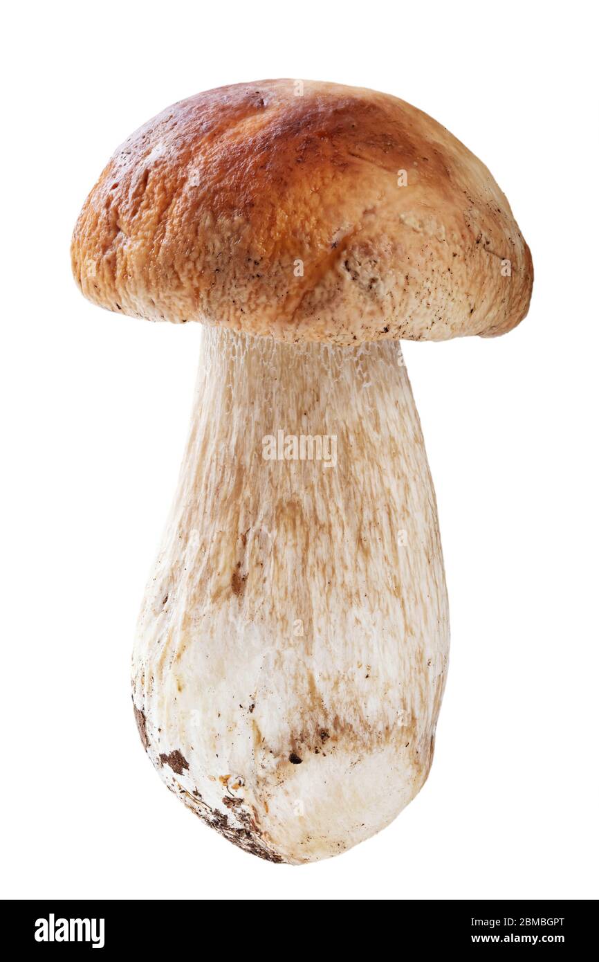 Fresh porcini cep mushroom isolated on white background. File contains clipping path. Stock Photo