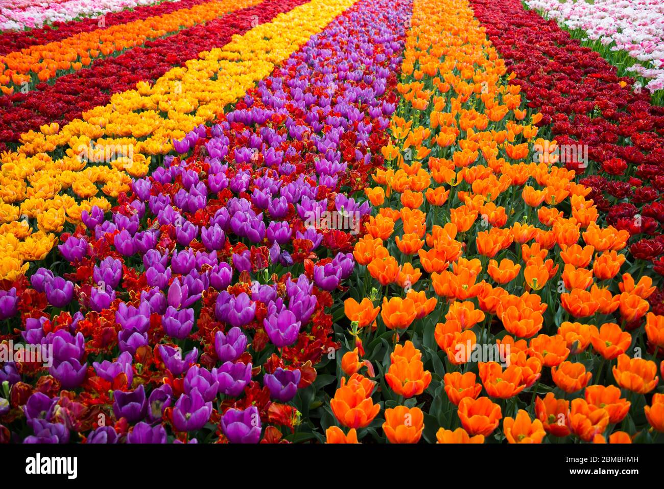 Beautiful tulips flowers blooming in a garden. Spring flowers in blossom Stock Photo