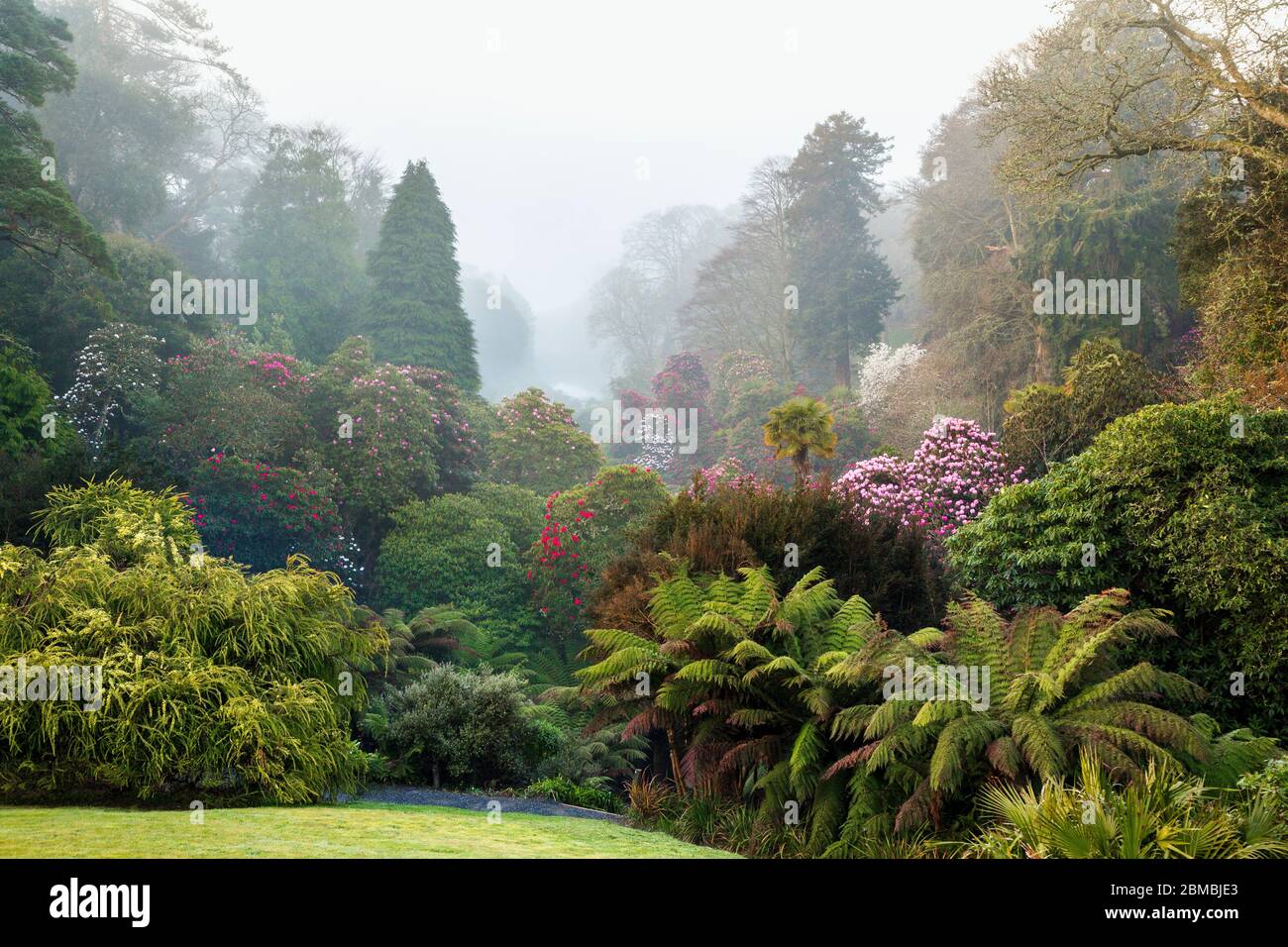 Trebah Garden; Cornwall; UK Stock Photo