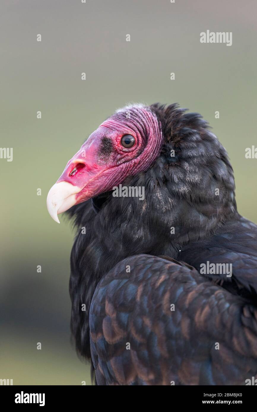 Vulture face portrait hires stock photography and images Alamy