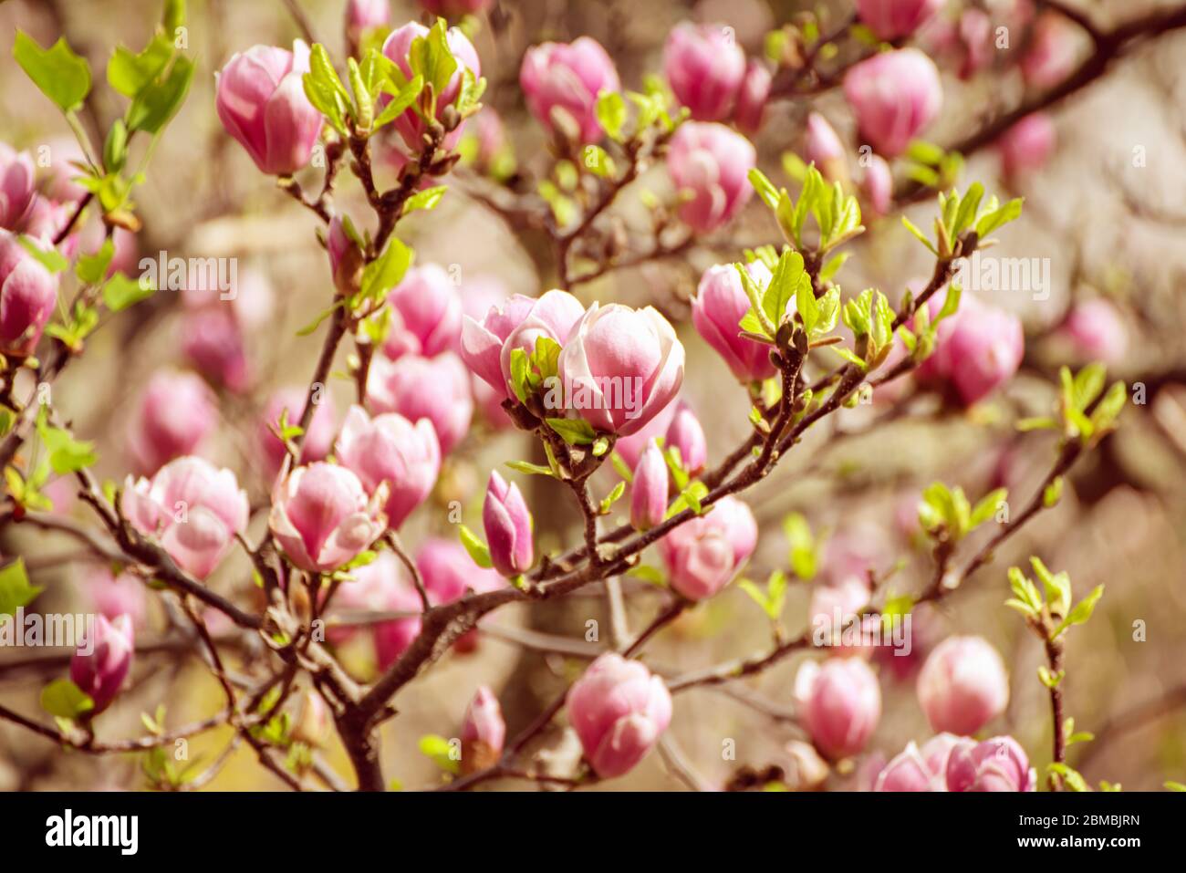 Blossoming of pink magnolia flowers in spring time, floral natural ...