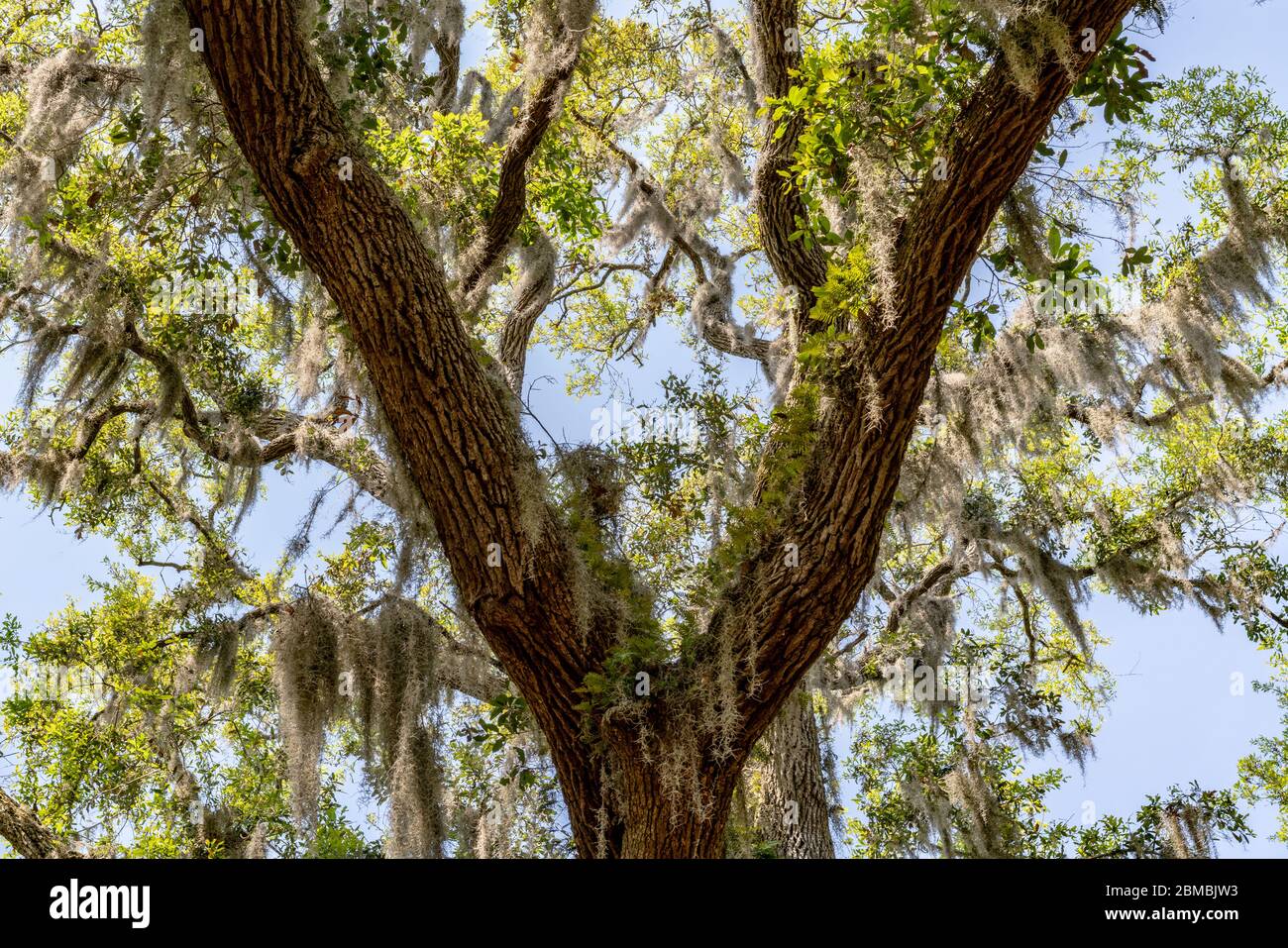 Spanish Moss (Tillandsia usneoides) hangs from oak trees in the South