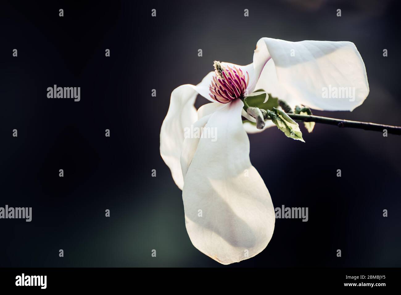 Blossoming of magnolia white flowers in spring time, natural seasonal ...