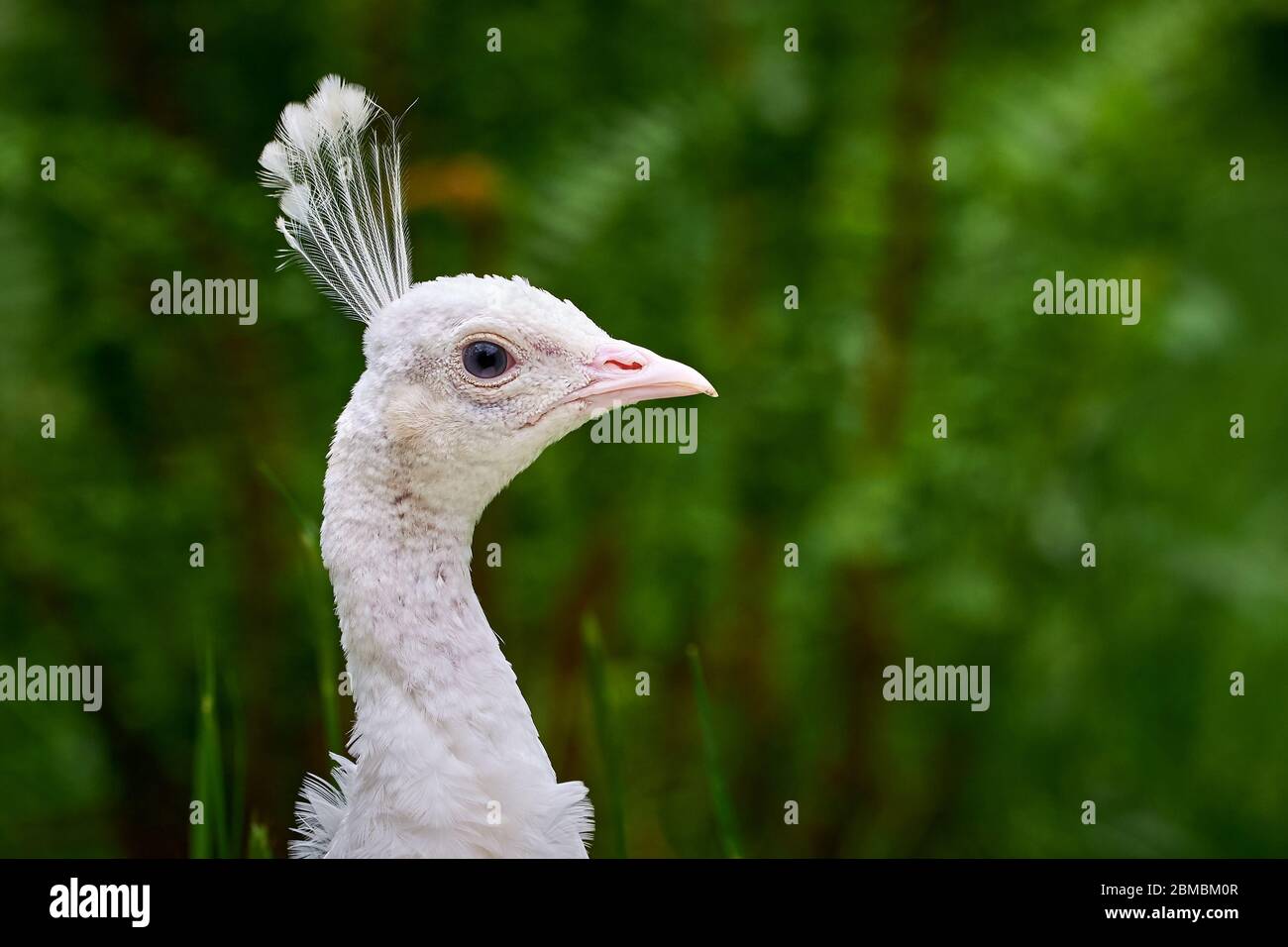 White peafowl, peahen (Pavo cristatus) Stock Photo