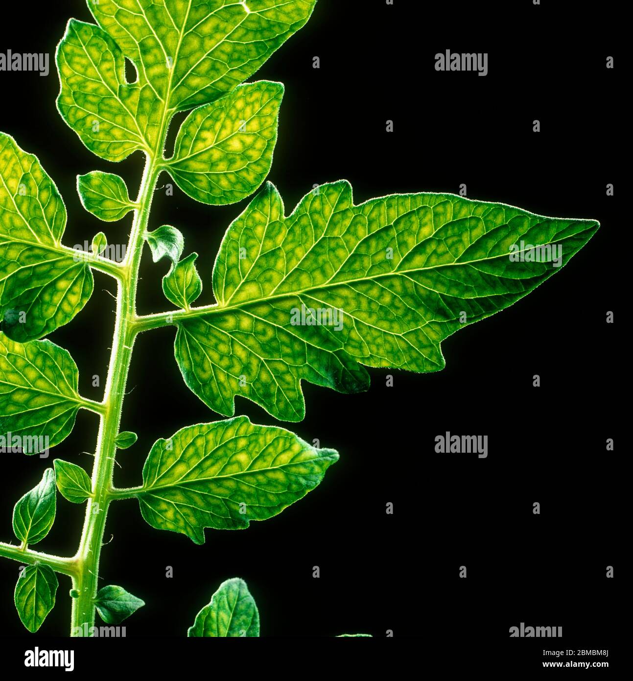 Manganese (Mn) deficiency symptoms backlit to show network of chlorosis on a tomato leaf Stock Photo