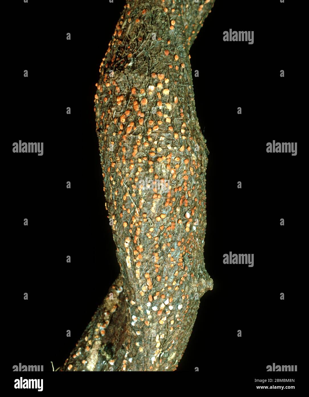 Coral spot (Nectria cinnabarina) fruiting bodies on wisteria stem Stock Photo
