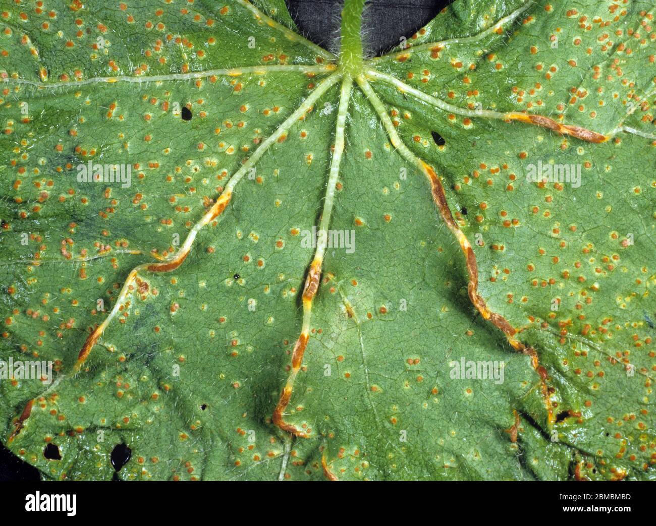 Hollyhock rust (Puccinia malvacearum) pustules of severe fungal infection on a hollyhock leaf underside and along the veins Stock Photo