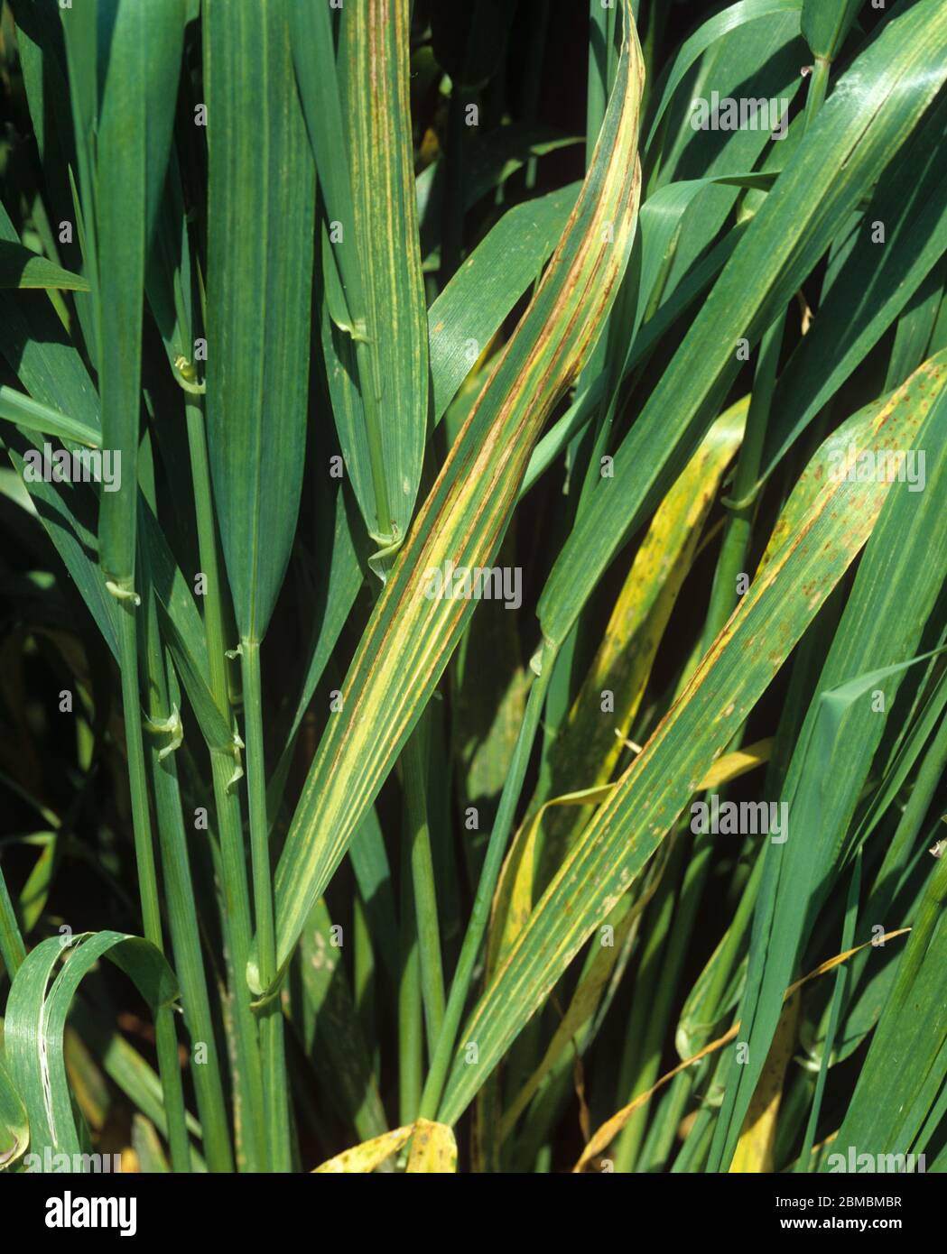 Barley leaf stripe (Pyrenophora graminea) characteristic symptoms on the leaves of a maturing barley crop Stock Photo