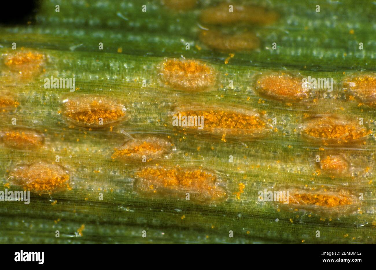 Photomicrograph of yellow rust or stripe rust (Puccinia striiformis var. striiformis) sorulating pustules along the veins of a wheat leaf Stock Photo