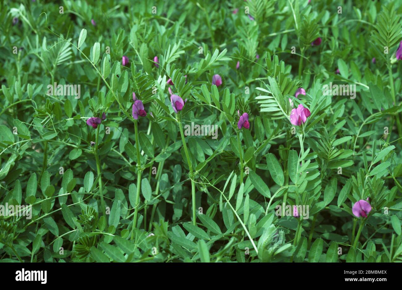 Common vetch (Vicia sativa) flowering nitrogen fixing leguminous plant