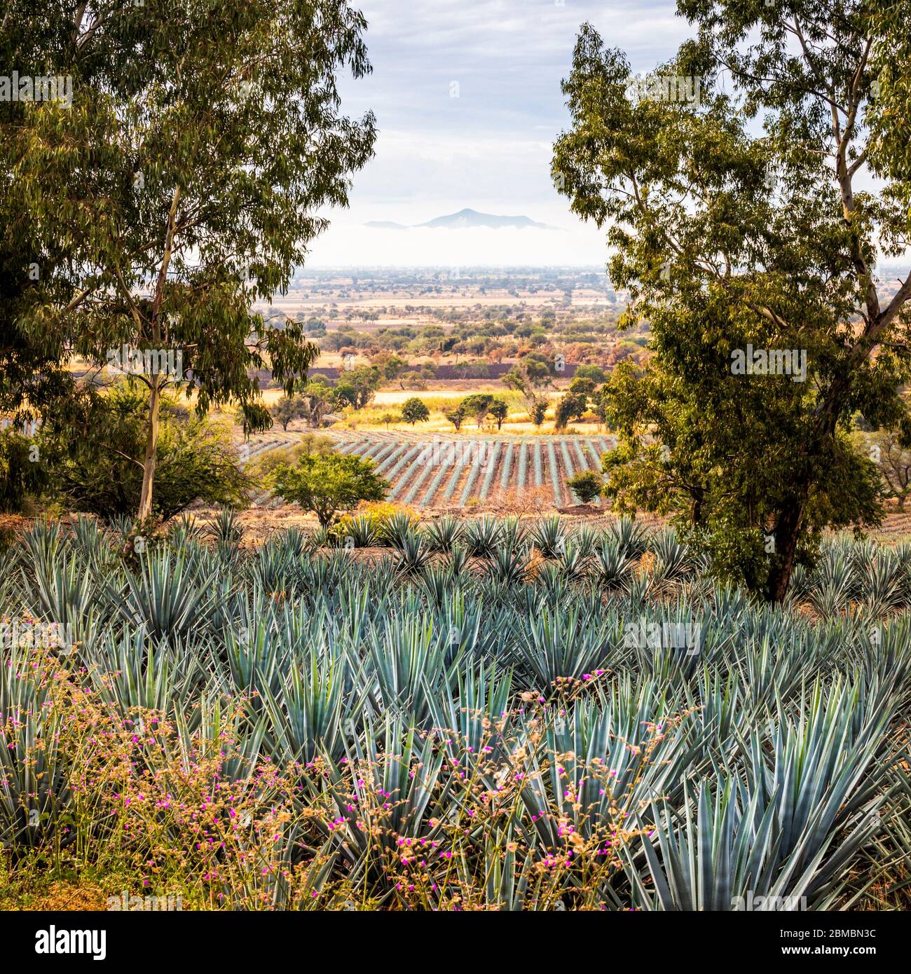 Blue agave field in the tequila producing region near Atotonilco, Jalisco, Mexico. Stock Photo