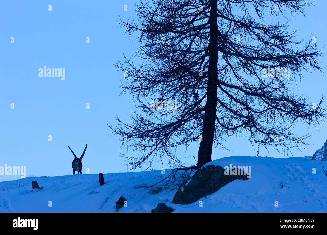 ALPINE IBEX -  IBICE DE LOS ALPES (Capra ibex), Gran Paradiso National Park, Valnontey, Aosta Valley, Alpes, Italy, Europe Stock Photo