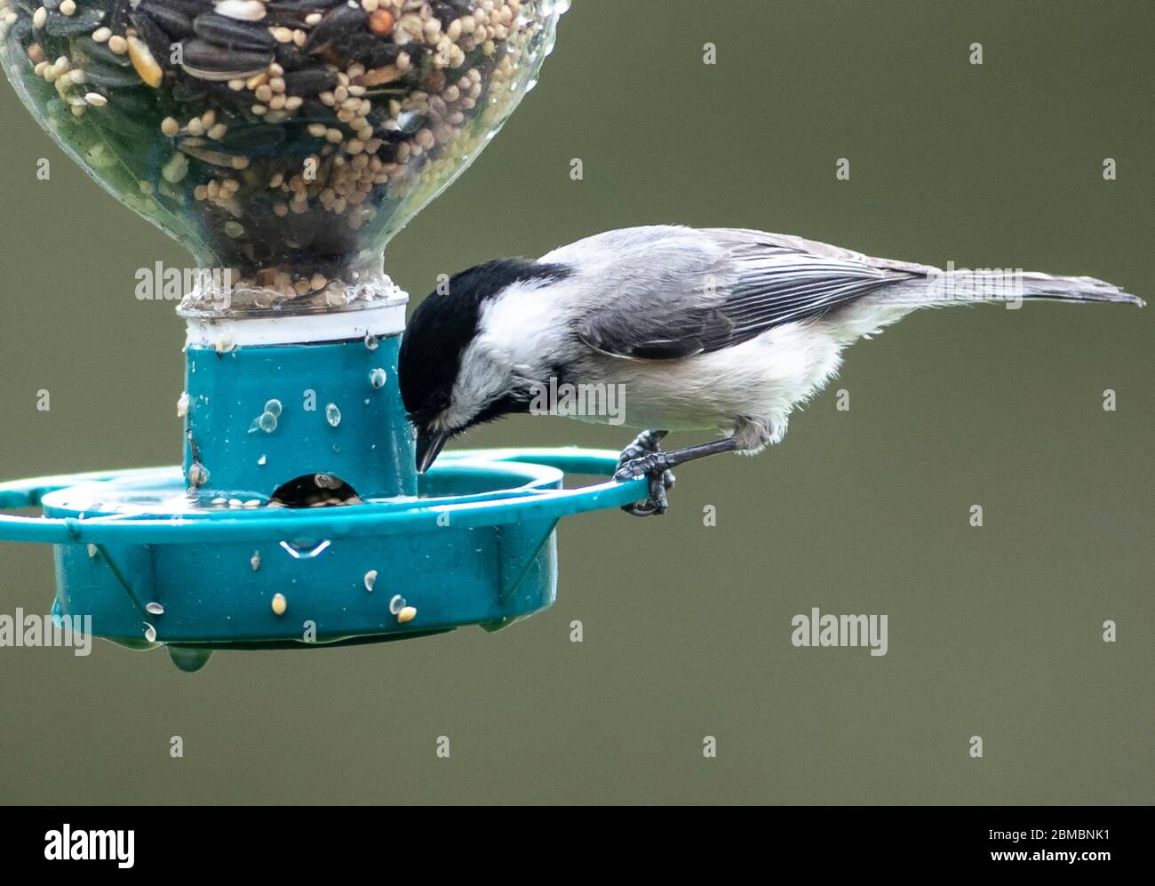 Chickadee on the bird feeder Stock Photo