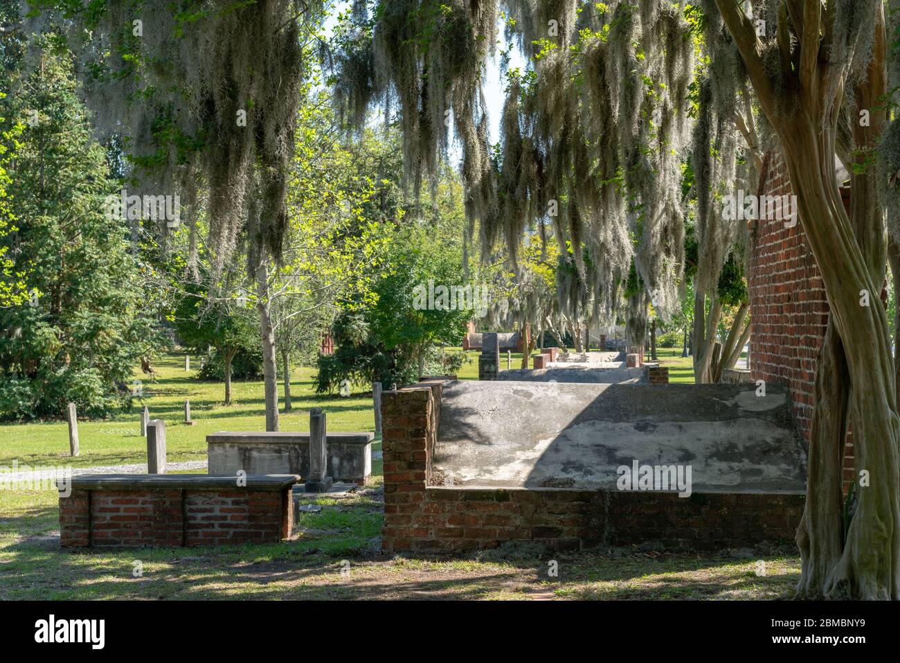 Spanish Moss (Tillandsia usneoides) hangs from oak trees in the South