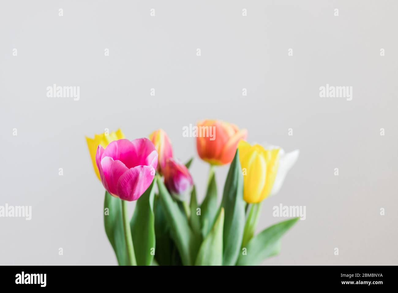 Beautiful multicolored tulips in a vase on white background Stock Photo