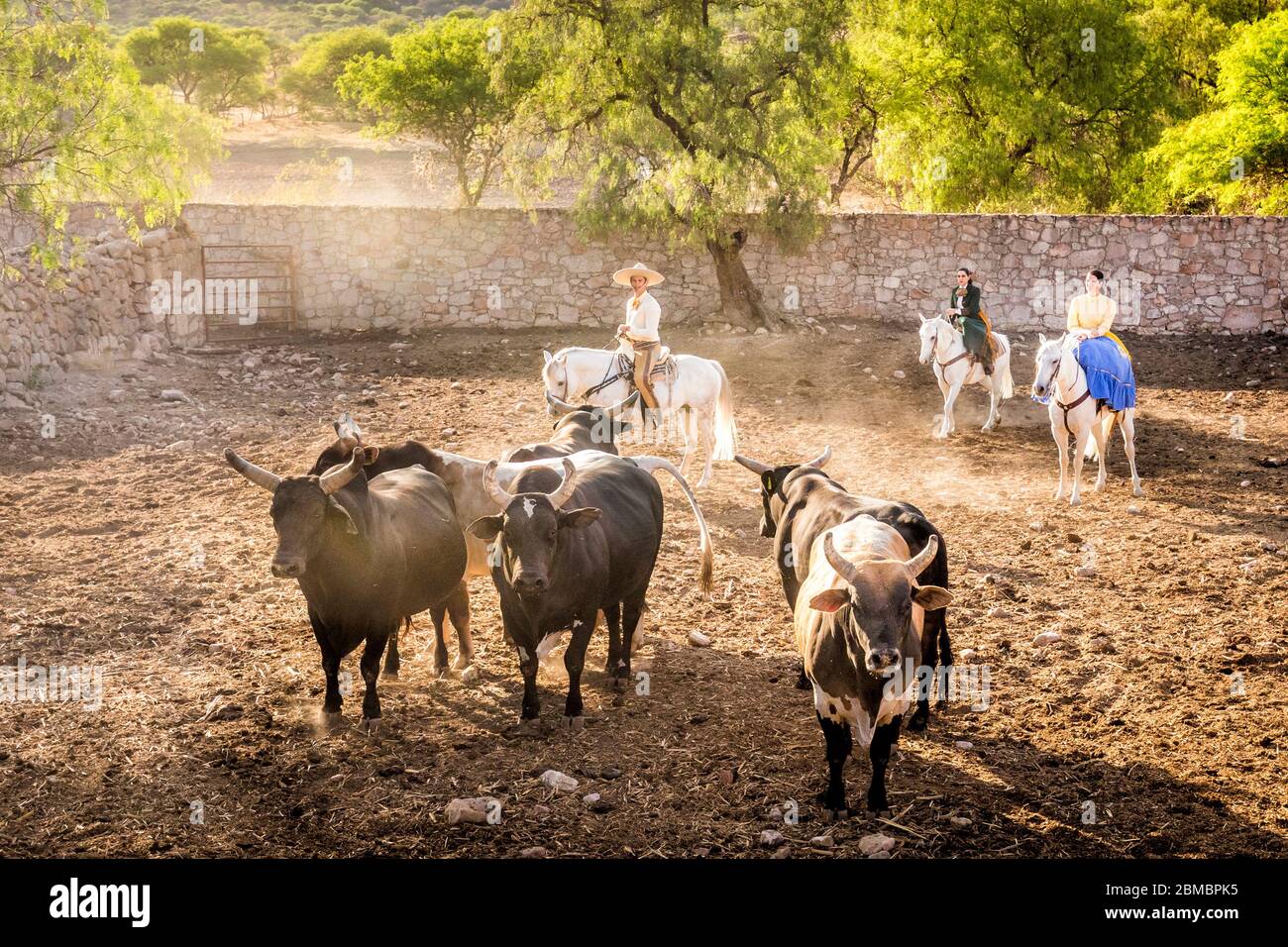 Herding the bulls at Hacienda La Cantera in Lagos de Moreno, Jalisco, Mexico. Stock Photo